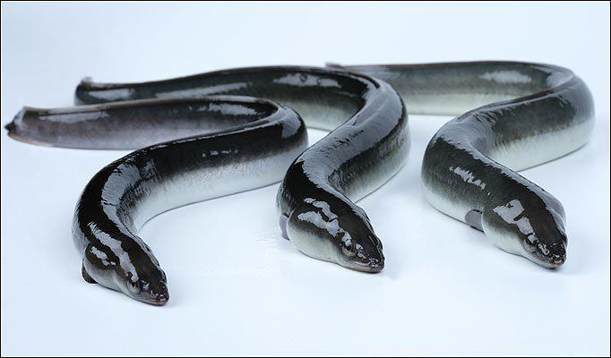 Eels