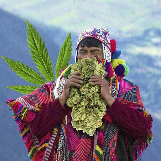 Cannabis Medicinal en Perú