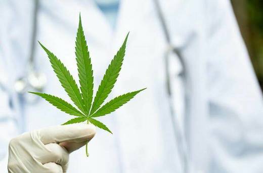 Primer Master Universitario en Cannabis