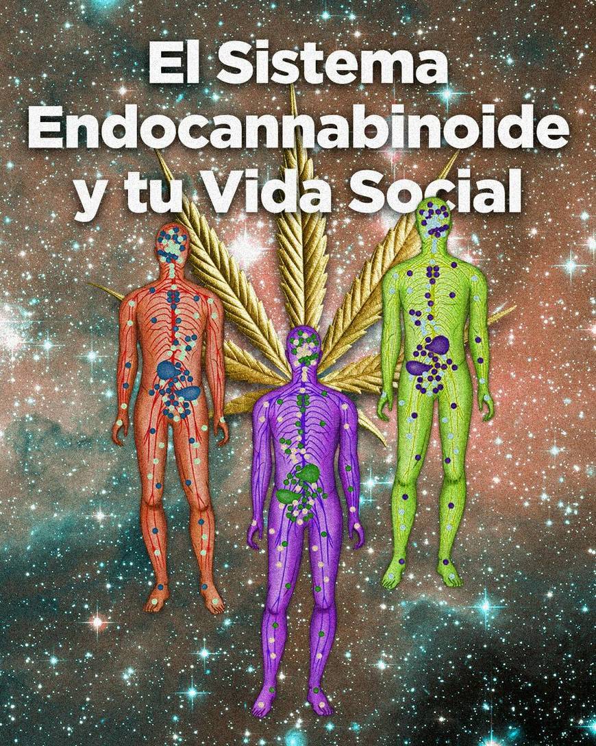 Sistema Endocannabinoide y tu Vida Social