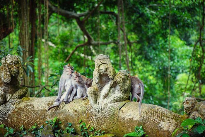 Lugar Sacred Monkey Forest Sanctuary