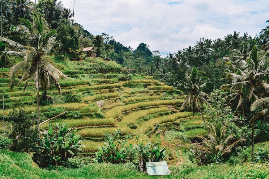 Place Tegallalang Rice Terrace