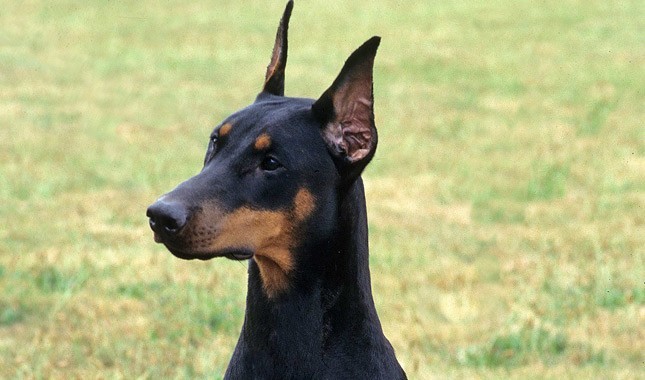 Fashion Doberman Pinscher Dog Breed Information