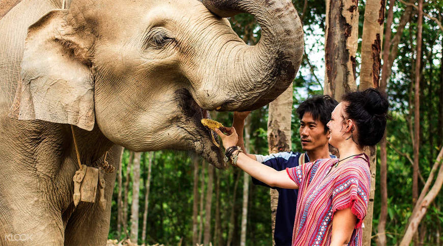 Places Elephant Jungle Sanctuary