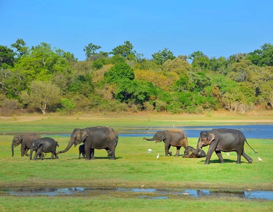 Lugar Sri Lanka