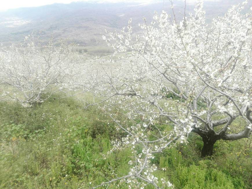 Fashion Cerezo en flor en el Valle del Jerte 2018