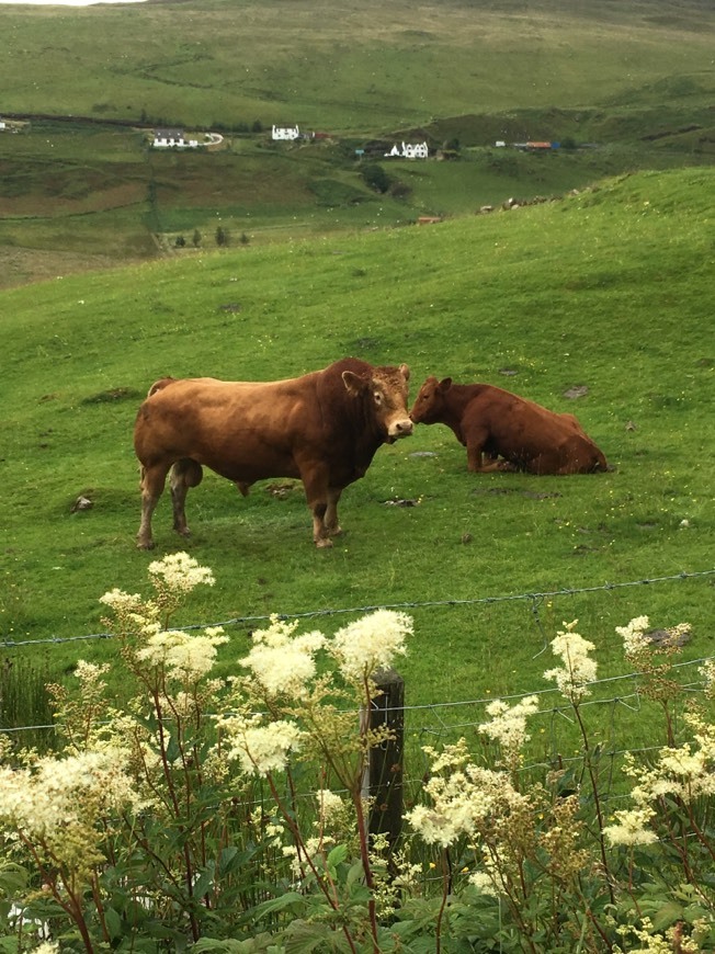 Place Portree