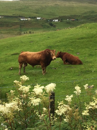 Portree