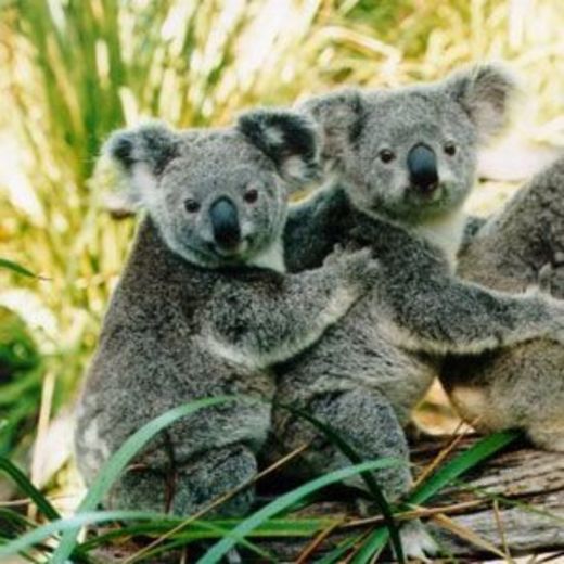 Lone Pine Koala Sanctuary