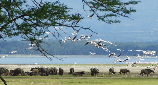 Place Lake Nakuru National Park