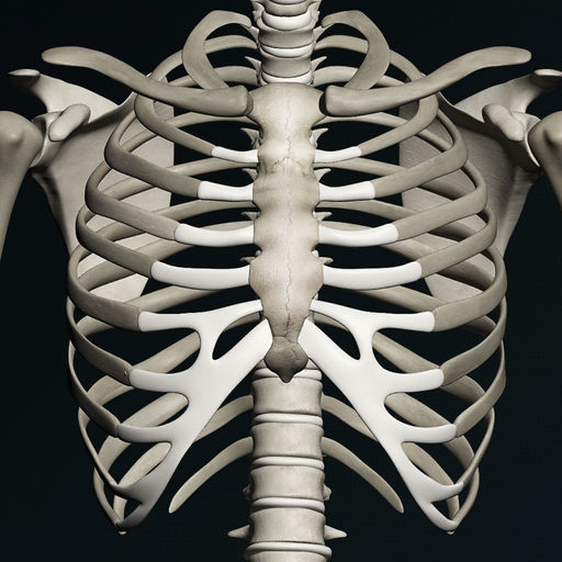 Aplicaciones Huesos Humanos 3D (anatomía)