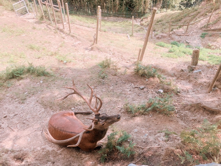 Lugar Molló Parc