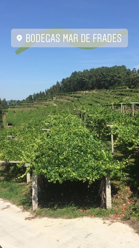 Lugar Bodega Mar de Frades