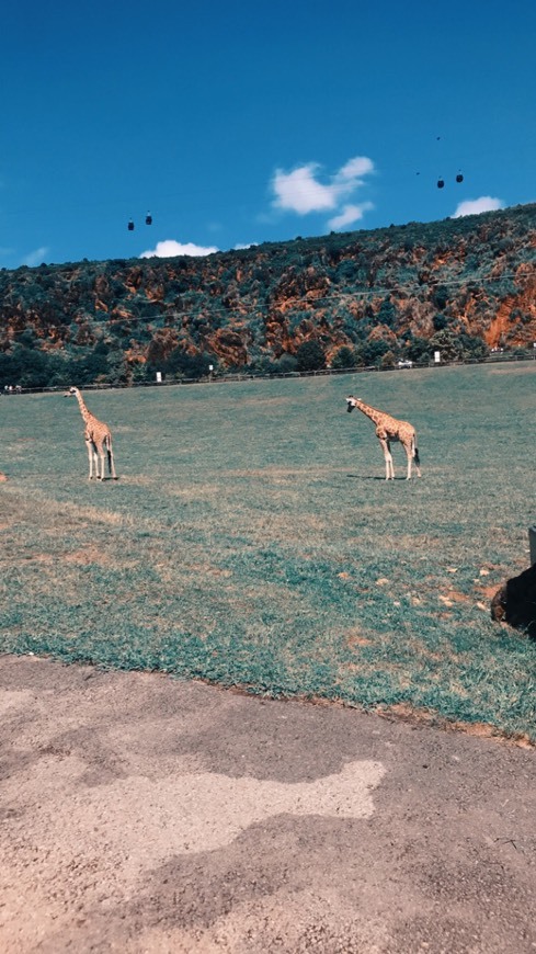 Lugar Cabárceno Natural Park