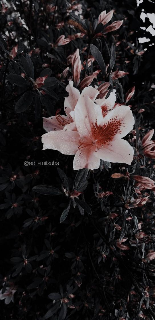 Moda Wallpaper aesthetic flower