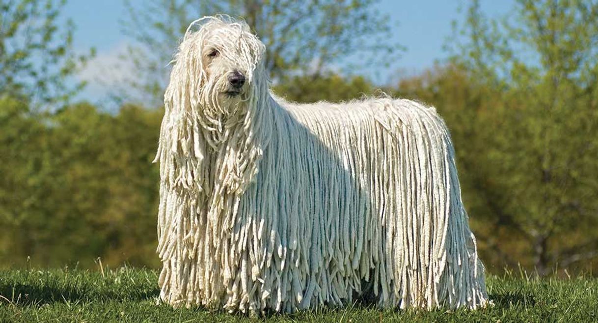 Fashion Komondor