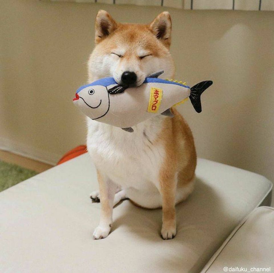 Social Akita Inu