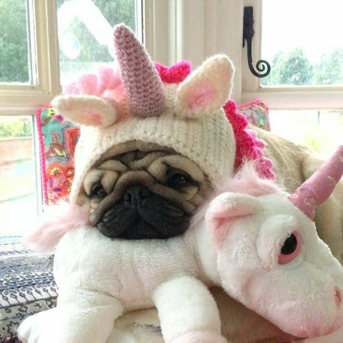 Social Pug