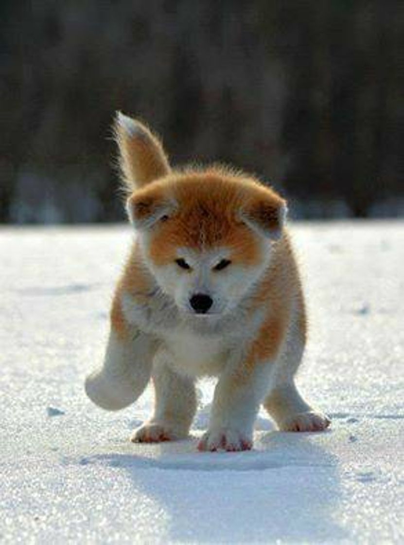 Social Akita Inu