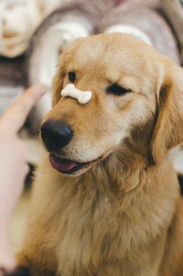 Social Golden