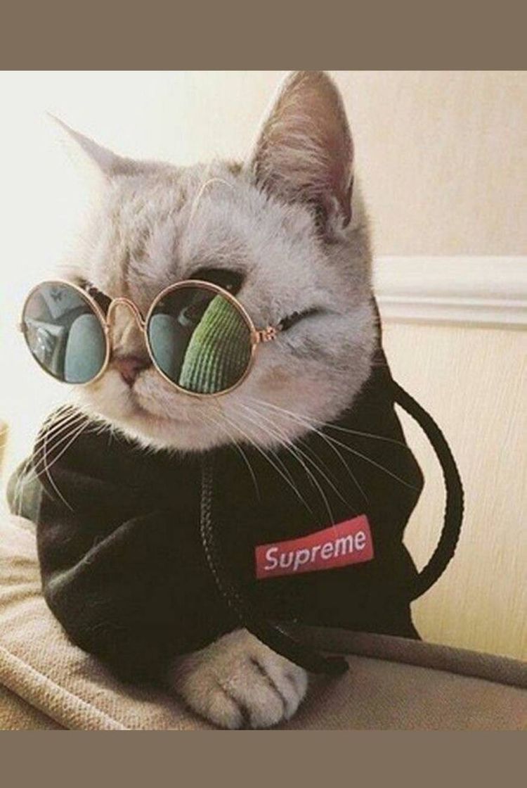 Fashion Gatos