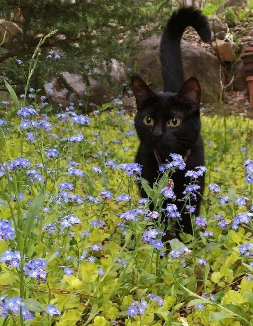 Moda gatinho preto