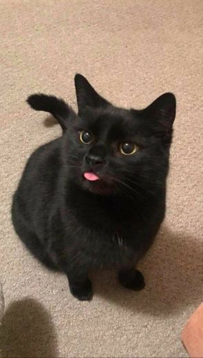 Gato preto c língua pra fora 