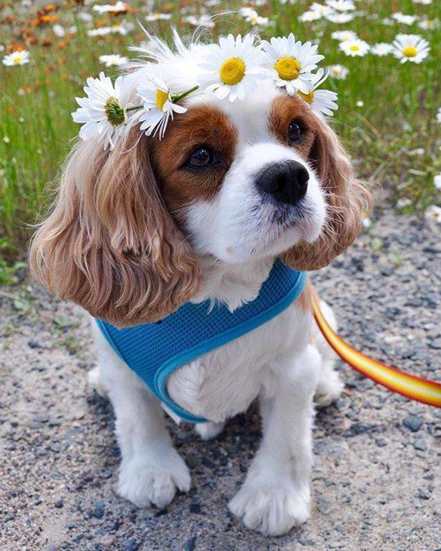 Moda Cavalier king charles spaniel