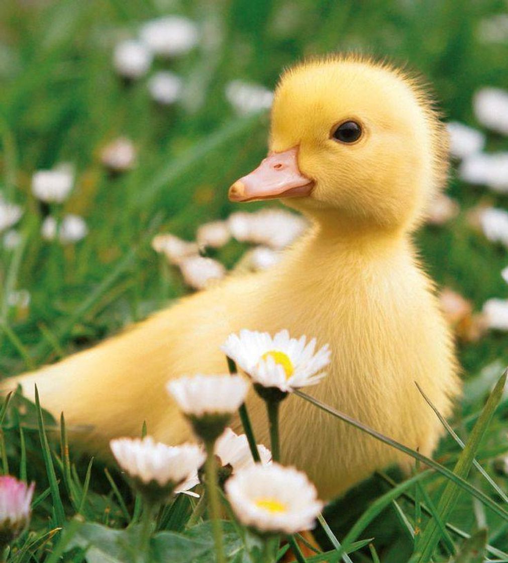 Fashion Cute tumblr duck  