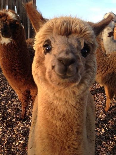 happy alpaca 🦙 