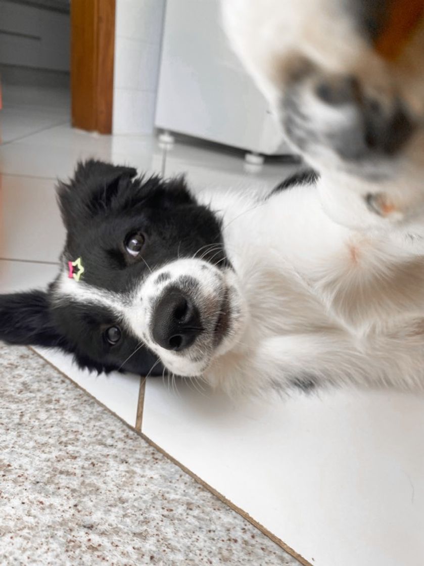 Fashion Border Collie