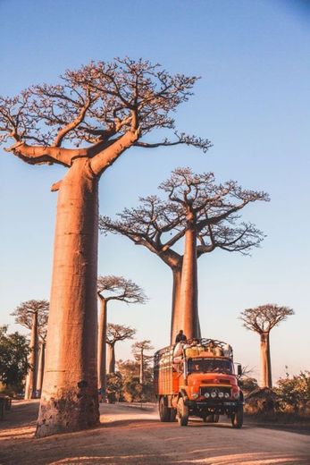 The mall with baobab, Madagascar