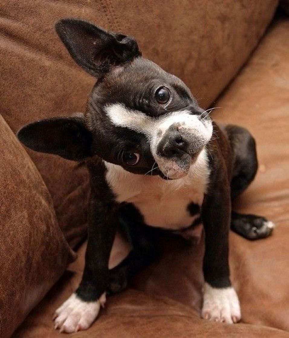 Moda Cachorro Boston Terrier