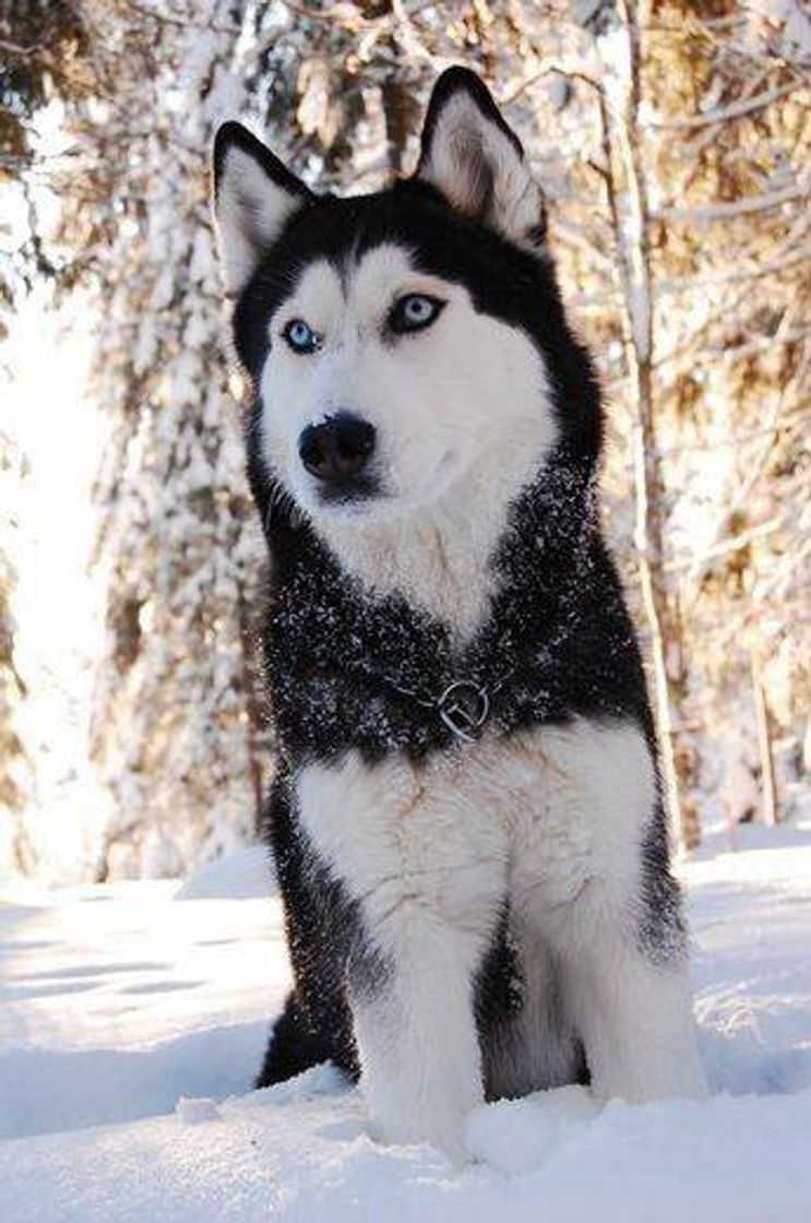 Fashion Husky Siberiano