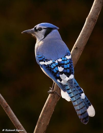 Pássaro Azul 💙