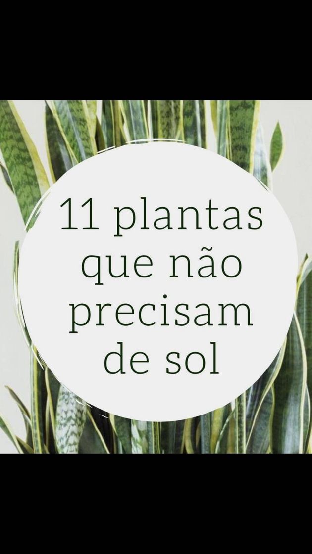 Fashion 11 plantas que não precisam de sol!