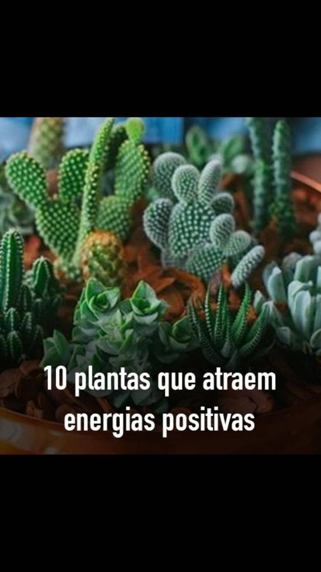 Fashion 10 plantas que atraem energia positiva. 