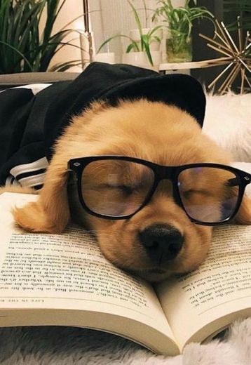 📖💤