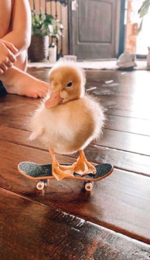 🐥🛹