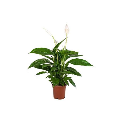 Spathiphyllum Planta de Interior Natural Altura 35cm Lirio de la Paz Espatifilo Planta con Flor Blanca