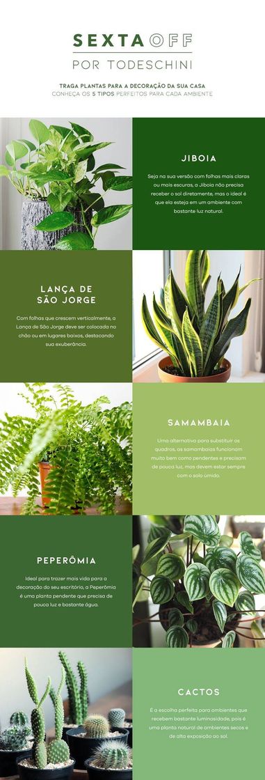 Social Conheça algumas plantas para cada lugar de sua casa!