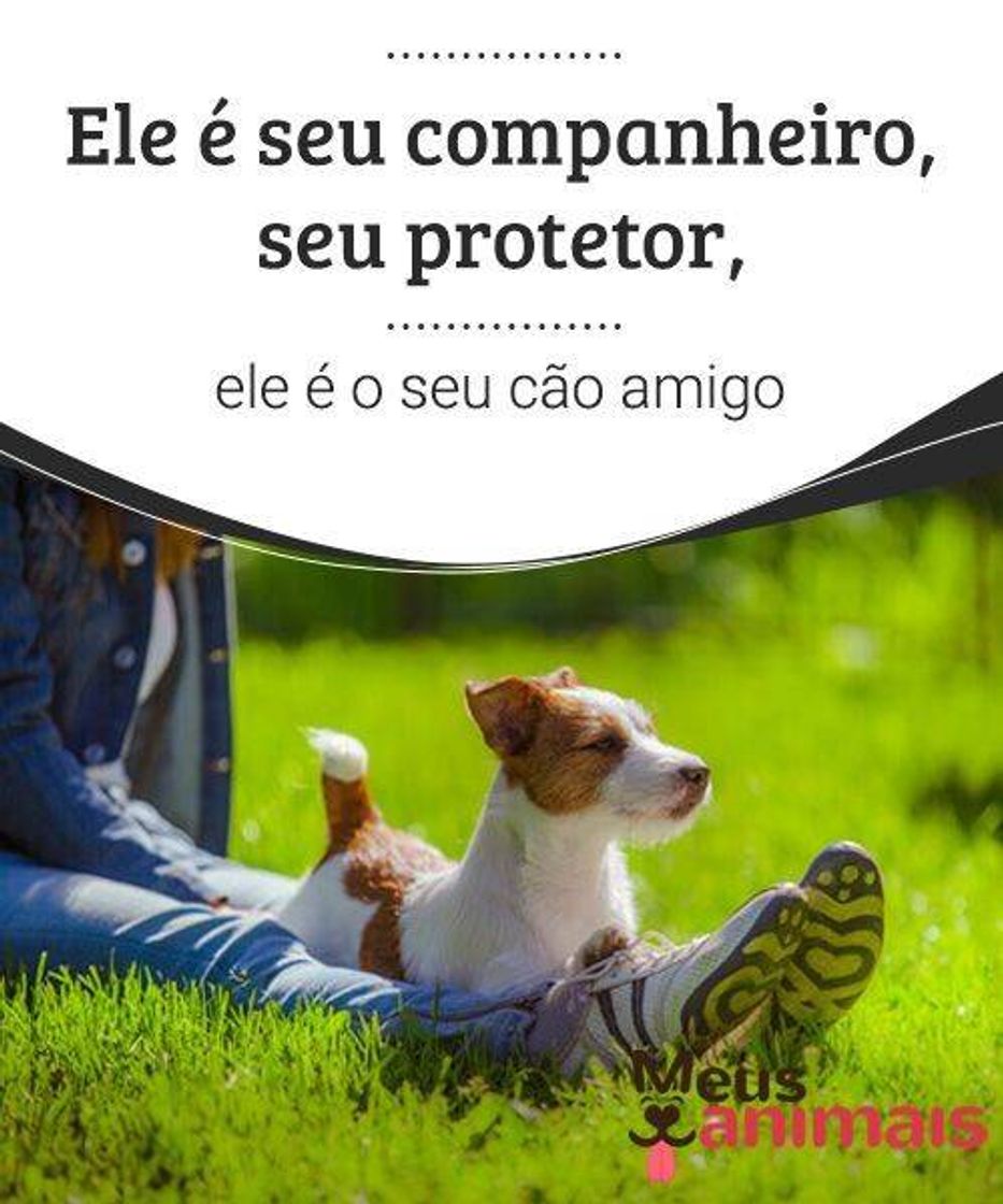 Social Ame seu animal e proteja sempre!