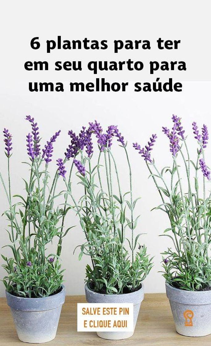 Social Plantas que pode ficar no quarto e melhorar seu sono!