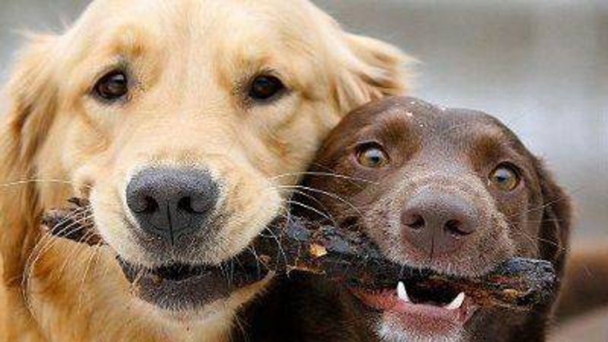 Social O quê fazer para seu animalzinho ficar feliz?