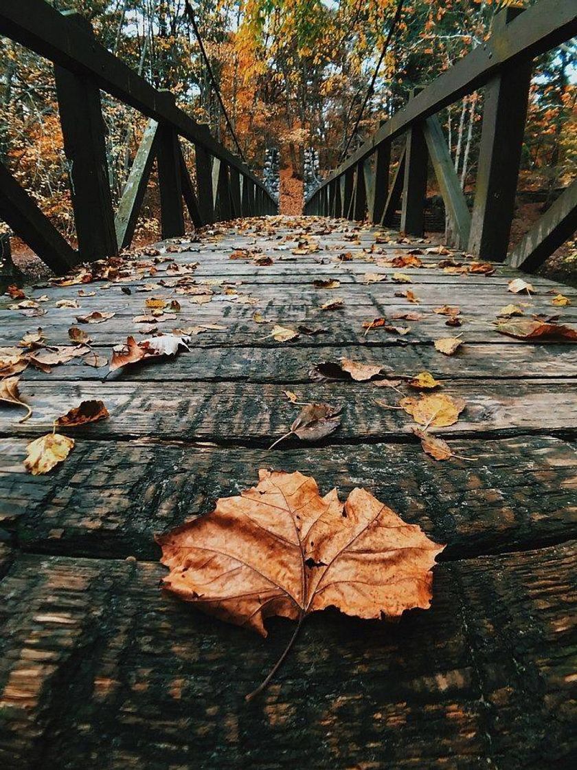 Social Quer ser Fotografo tambem?