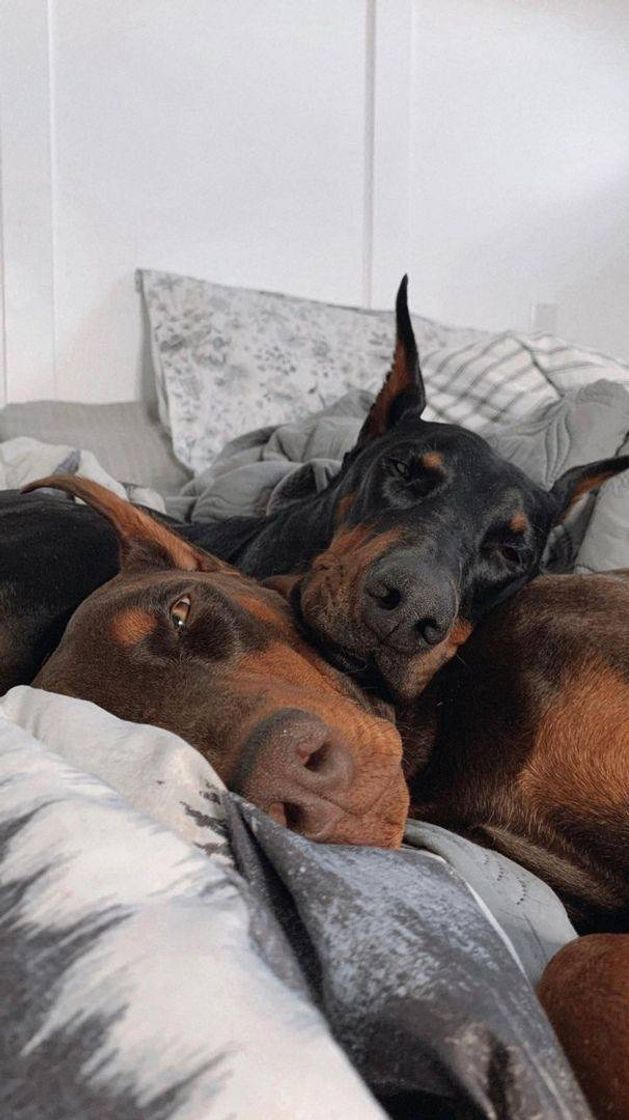 Social Animais