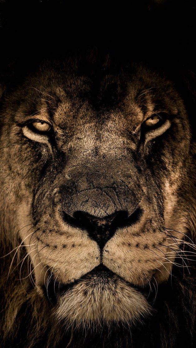 LION👑