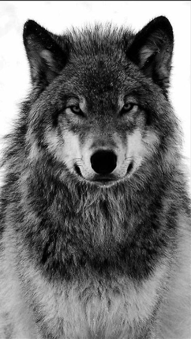 WOLF👑