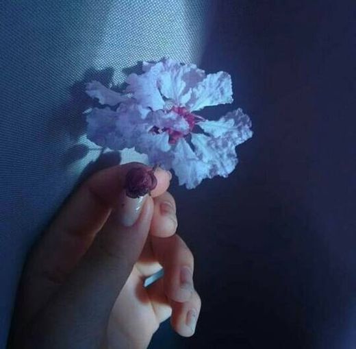 Uma flor lilás 🌸🍃