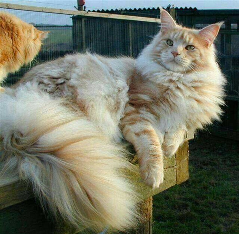 Moda Gato Maine coon